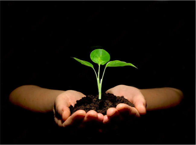 hand holding a small plant