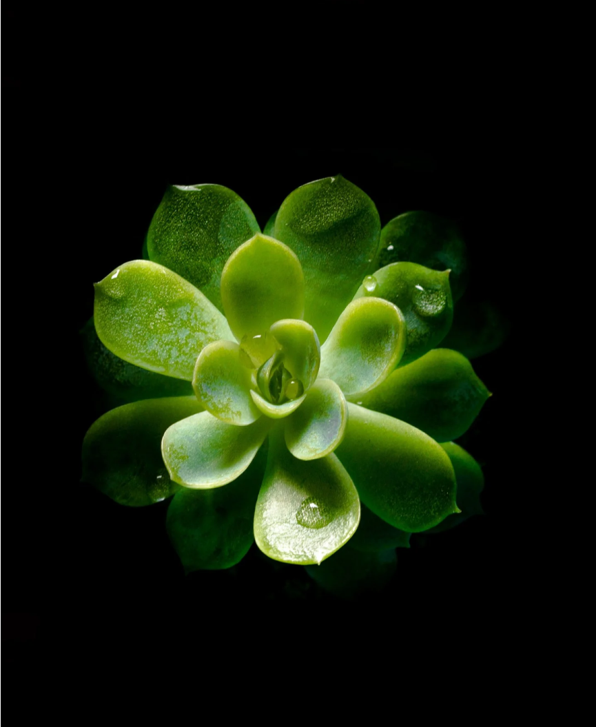 hand holding a small plant